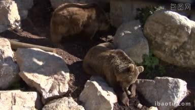 一群棕熊